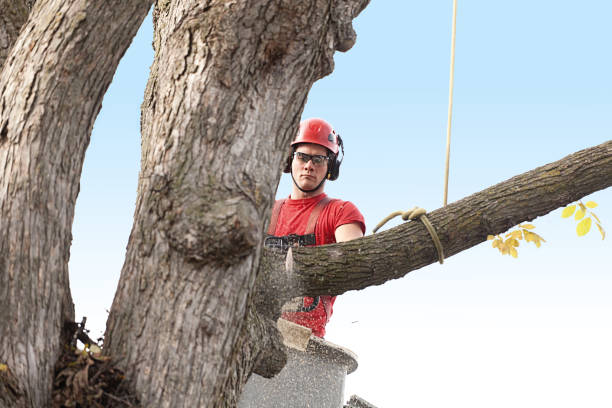 Best Commercial Tree Services  in Gnadenhutten, OH
