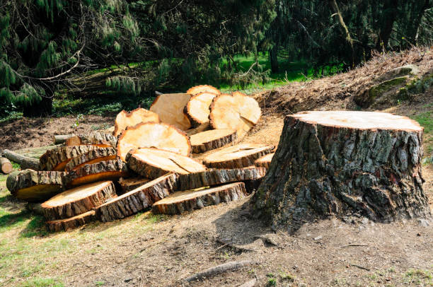 How Our Tree Care Process Works  in  Gnadenhutten, OH